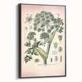 Botanical Art Prints – Vintage Angelica Herb Illustration
