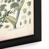 Botanical Art Prints – Vintage Angelica Herb Illustration