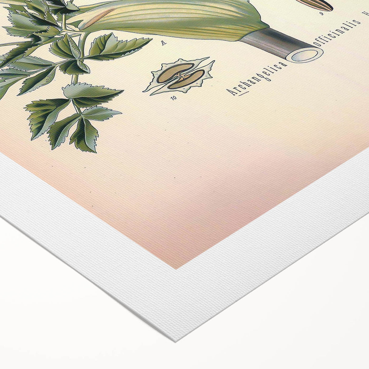 Botanical Art Prints – Vintage Angelica Herb Illustration
