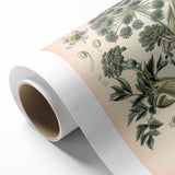 Botanical Art Prints – Vintage Angelica Herb Illustration