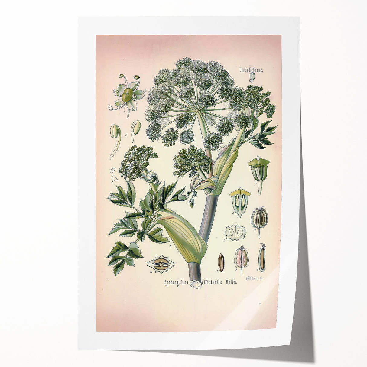 Botanical Art Prints – Vintage Angelica Herb Illustration