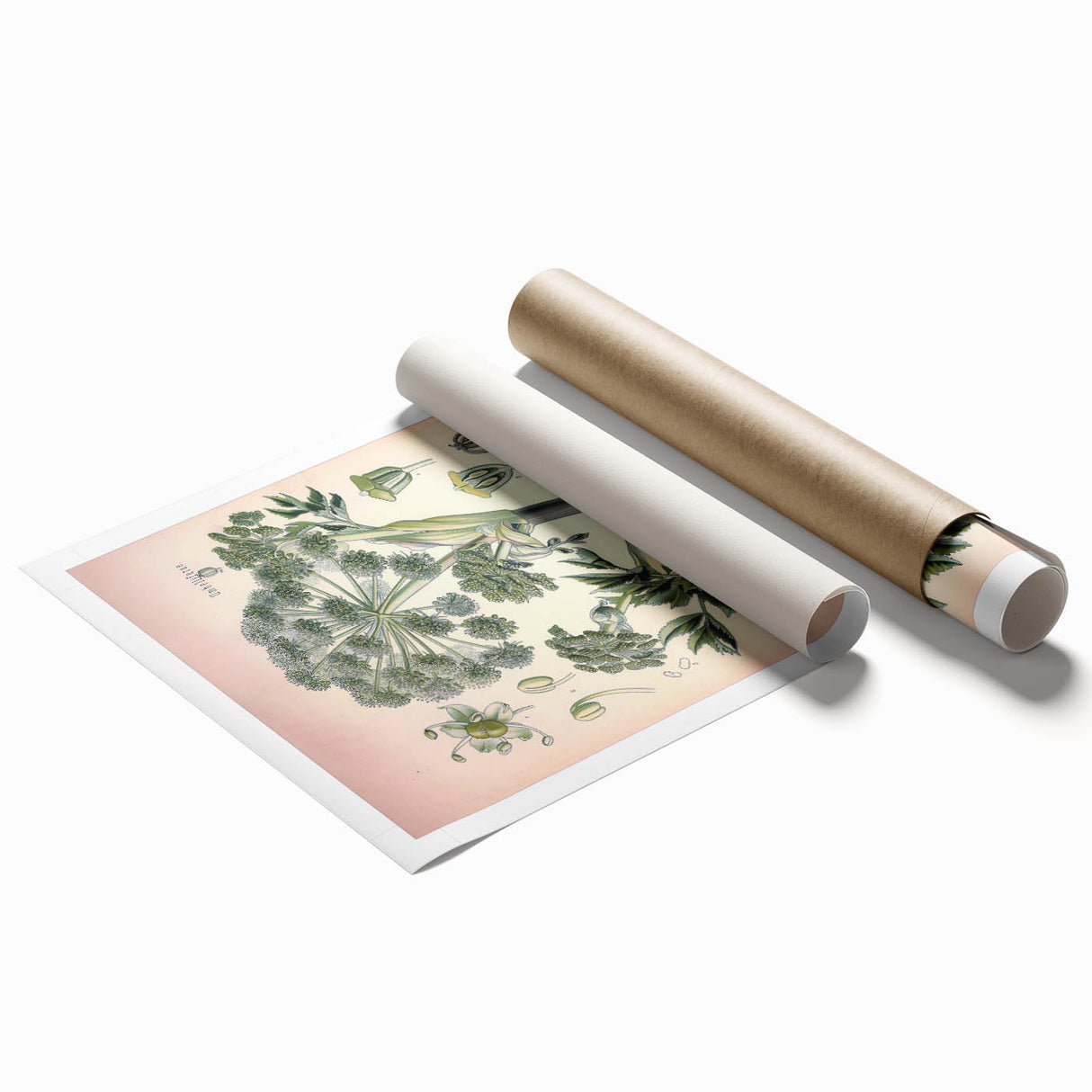 Botanical Art Prints – Vintage Angelica Herb Illustration