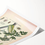 Botanical Art Prints – Vintage Angelica Herb Illustration