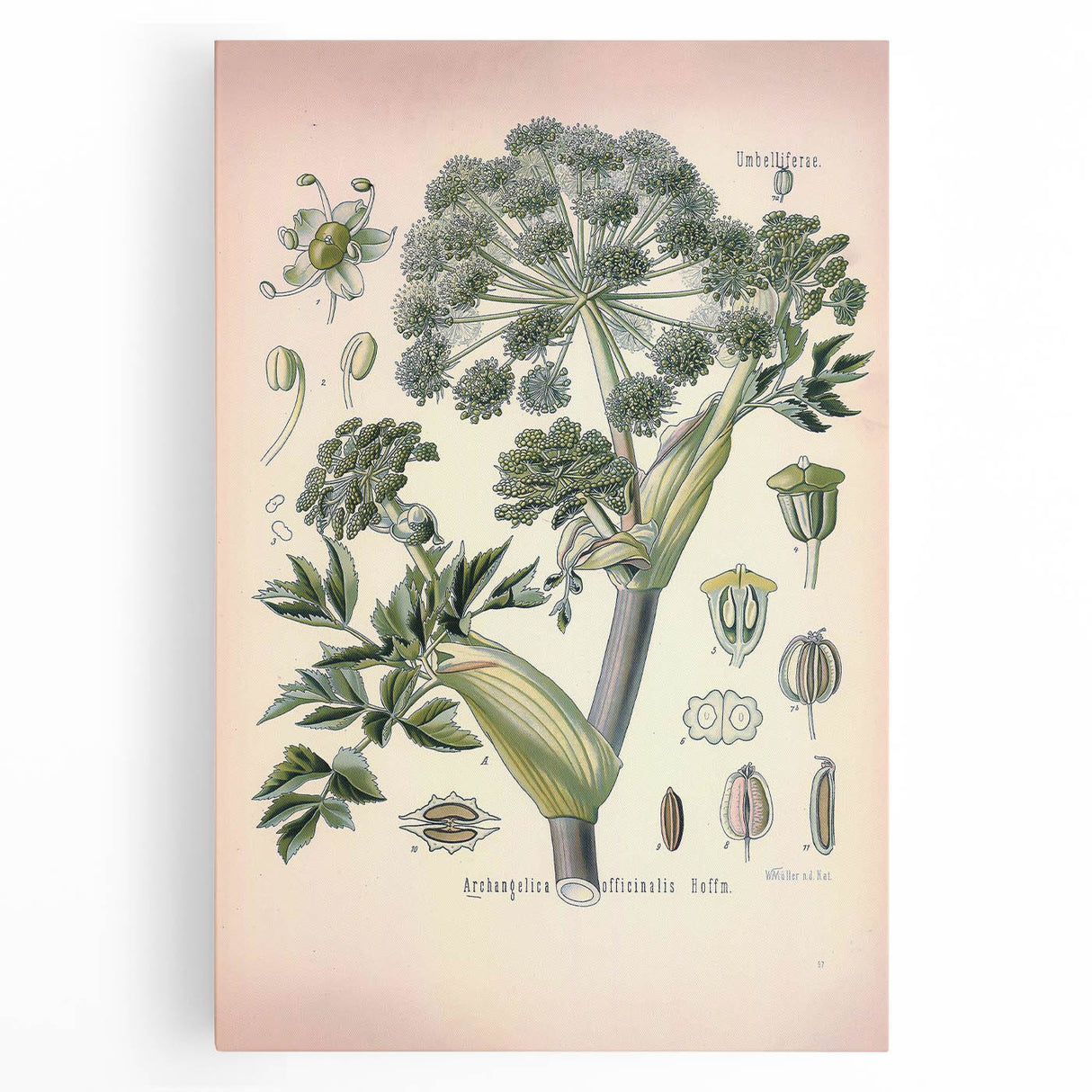 Botanical Art Prints – Vintage Angelica Herb Illustration