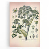 Botanical Art Prints – Vintage Angelica Herb Illustration