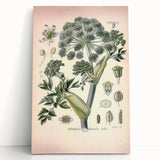 Botanical Art Prints – Vintage Angelica Herb Illustration