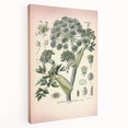 Botanical Art Prints – Vintage Angelica Herb Illustration
