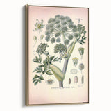 Botanical Art Prints – Vintage Angelica Herb Illustration