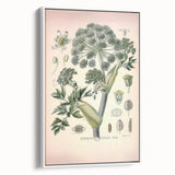 Botanical Art Prints – Vintage Angelica Herb Illustration
