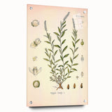 Botanical Art Prints – Vintage Polygala Herb Illustration
