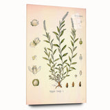 Botanical Art Prints – Vintage Polygala Herb Illustration