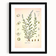 Botanical Art Prints – Vintage Polygala Herb Illustration