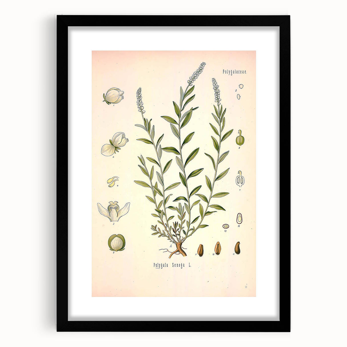 Botanical Art Prints – Vintage Polygala Herb Illustration
