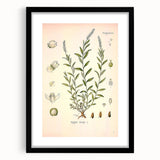 Botanical Art Prints – Vintage Polygala Herb Illustration