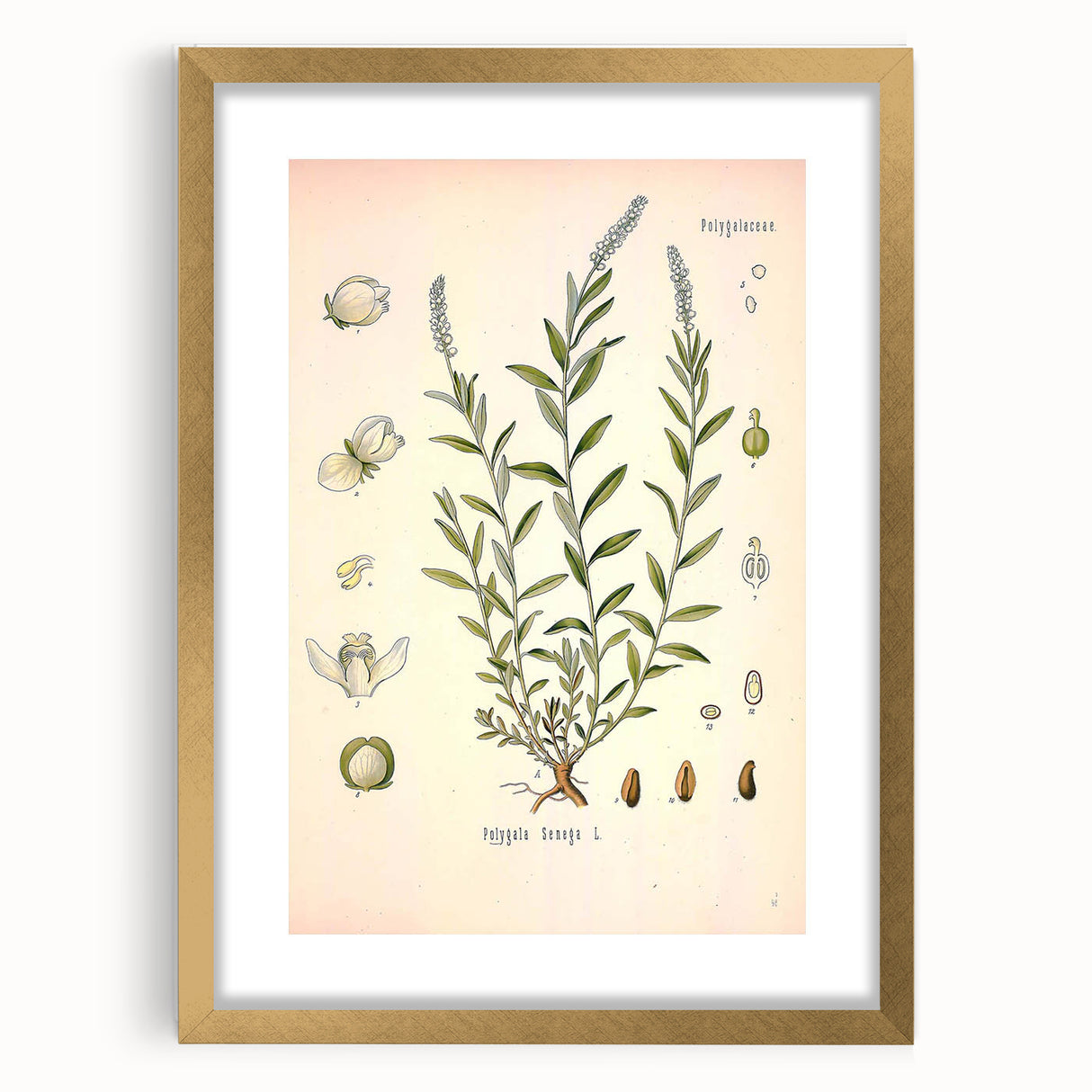 Botanical Art Prints – Vintage Polygala Herb Illustration