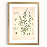 Botanical Art Prints – Vintage Polygala Herb Illustration