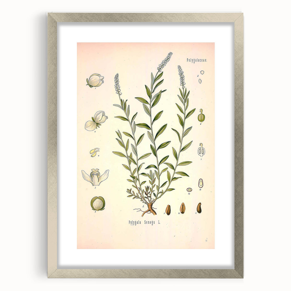 Botanical Art Prints – Vintage Polygala Herb Illustration