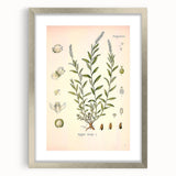 Botanical Art Prints – Vintage Polygala Herb Illustration