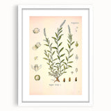 Botanical Art Prints – Vintage Polygala Herb Illustration