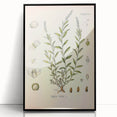Botanical Art Prints – Vintage Polygala Herb Illustration
