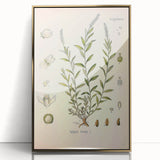 Botanical Art Prints – Vintage Polygala Herb Illustration