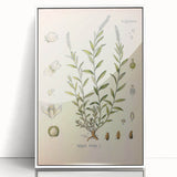 Botanical Art Prints – Vintage Polygala Herb Illustration