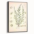 Botanical Art Prints – Vintage Polygala Herb Illustration