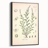 Botanical Art Prints – Vintage Polygala Herb Illustration