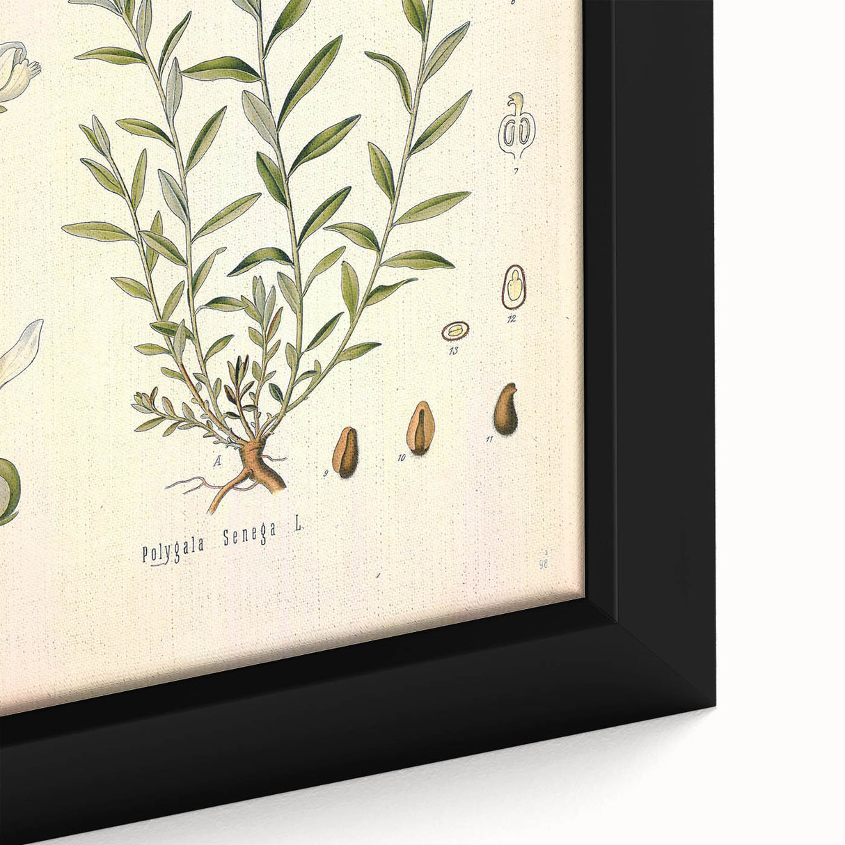 Botanical Art Prints – Vintage Polygala Herb Illustration