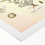 Botanical Art Prints – Vintage Polygala Herb Illustration