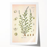 Botanical Art Prints – Vintage Polygala Herb Illustration
