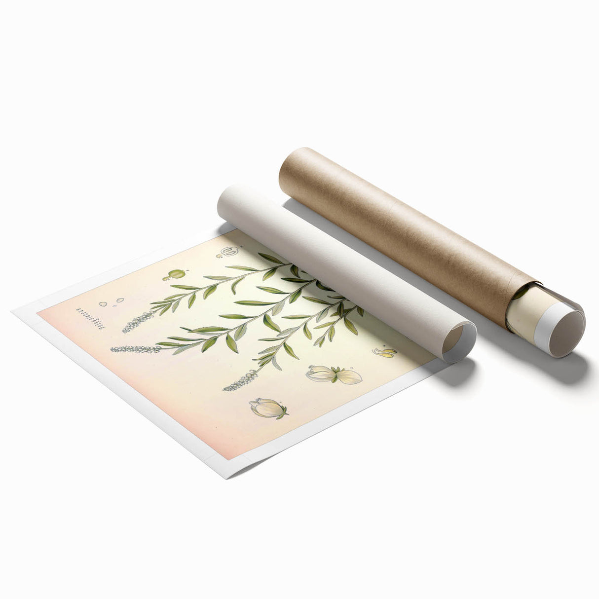 Botanical Art Prints – Vintage Polygala Herb Illustration
