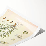 Botanical Art Prints – Vintage Polygala Herb Illustration