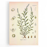 Botanical Art Prints – Vintage Polygala Herb Illustration