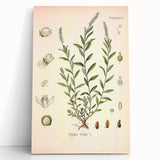 Botanical Art Prints – Vintage Polygala Herb Illustration
