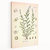 Botanical Art Prints – Vintage Polygala Herb Illustration