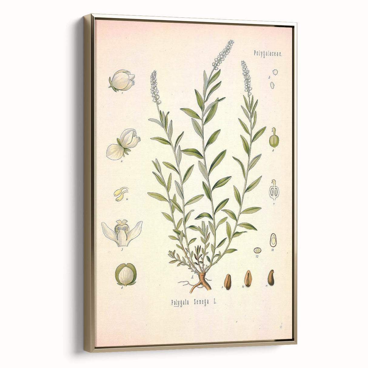 Botanical Art Prints – Vintage Polygala Herb Illustration