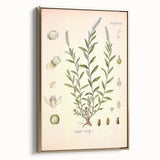 Botanical Art Prints – Vintage Polygala Herb Illustration