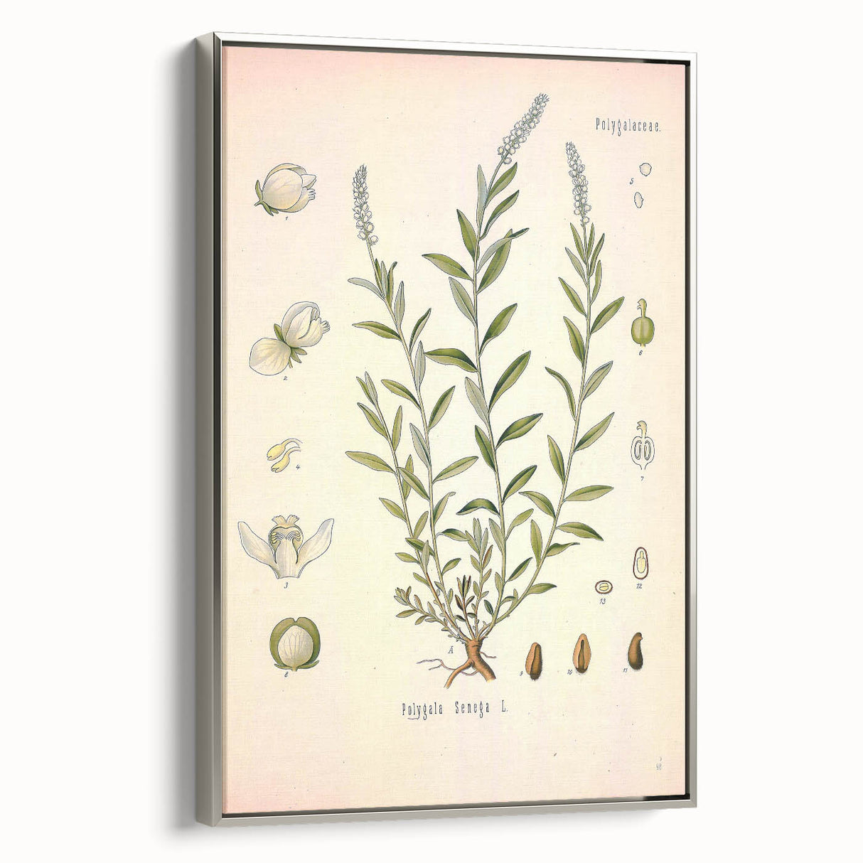 Botanical Art Prints – Vintage Polygala Herb Illustration