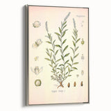 Botanical Art Prints – Vintage Polygala Herb Illustration