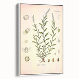 Botanical Art Prints – Vintage Polygala Herb Illustration