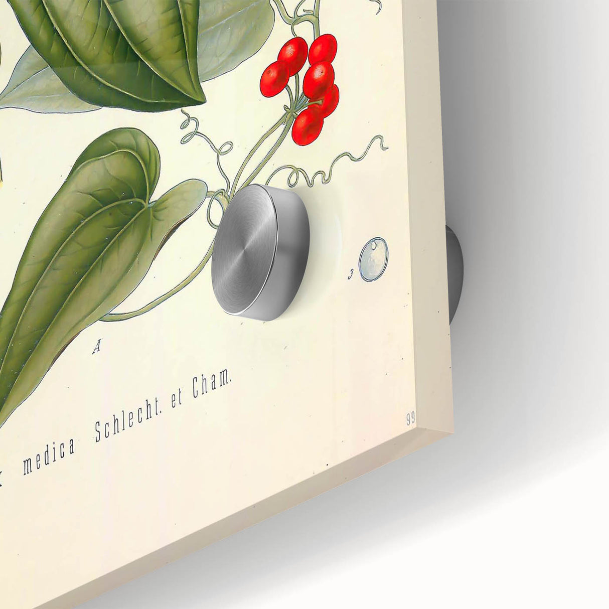 Botanical Art Prints – Vintage Smilax Herb Illustration
