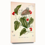 Botanical Art Prints – Vintage Smilax Herb Illustration