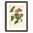 Botanical Art Prints – Vintage Smilax Herb Illustration