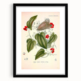 Botanical Art Prints – Vintage Smilax Herb Illustration