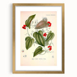 Botanical Art Prints – Vintage Smilax Herb Illustration