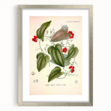 Botanical Art Prints – Vintage Smilax Herb Illustration