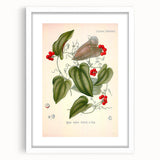 Botanical Art Prints – Vintage Smilax Herb Illustration