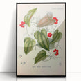 Botanical Art Prints – Vintage Smilax Herb Illustration