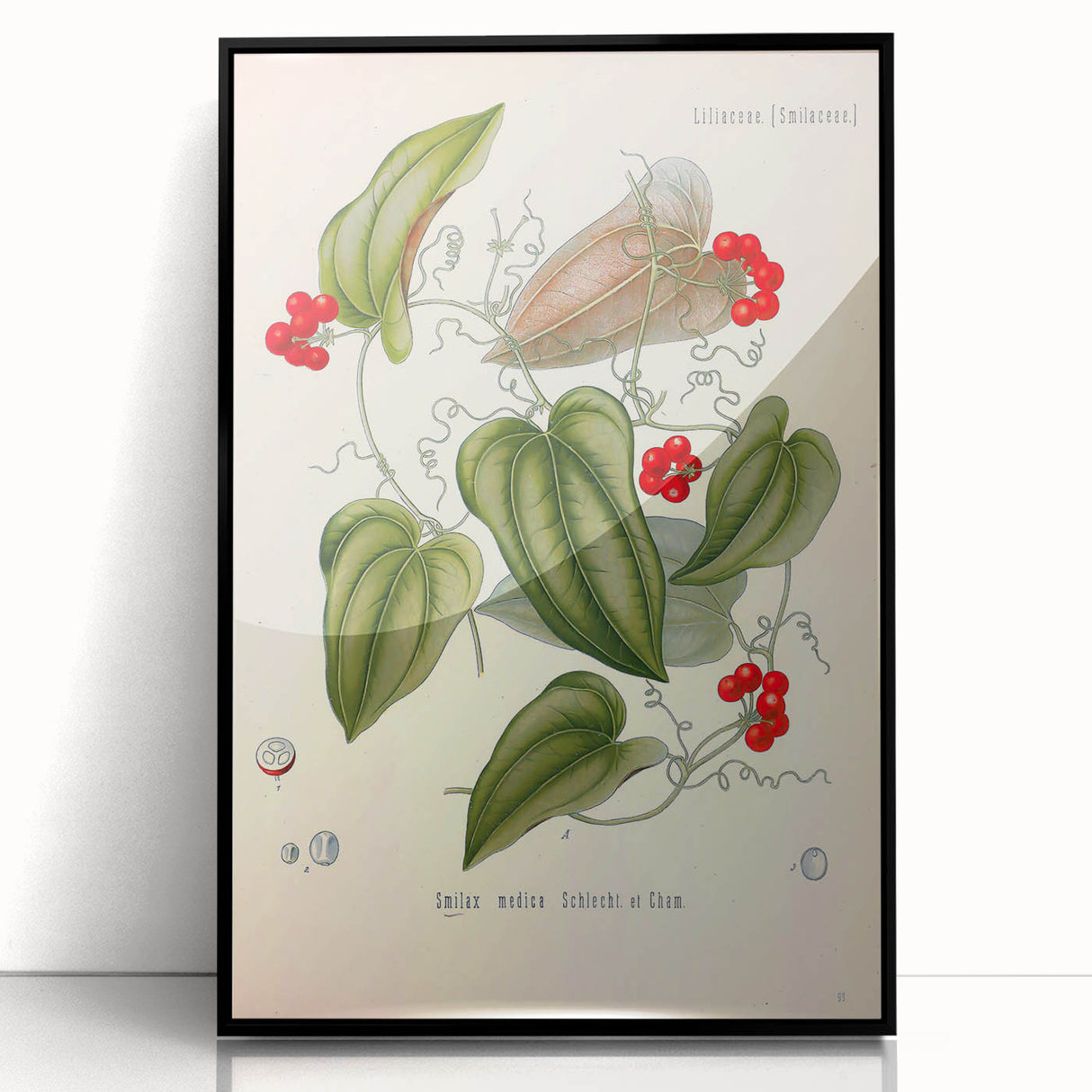 Botanical Art Prints – Vintage Smilax Herb Illustration